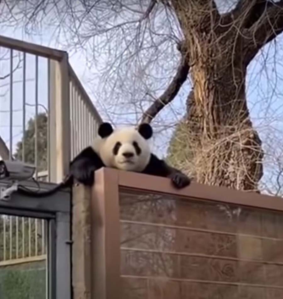 giant panda 4