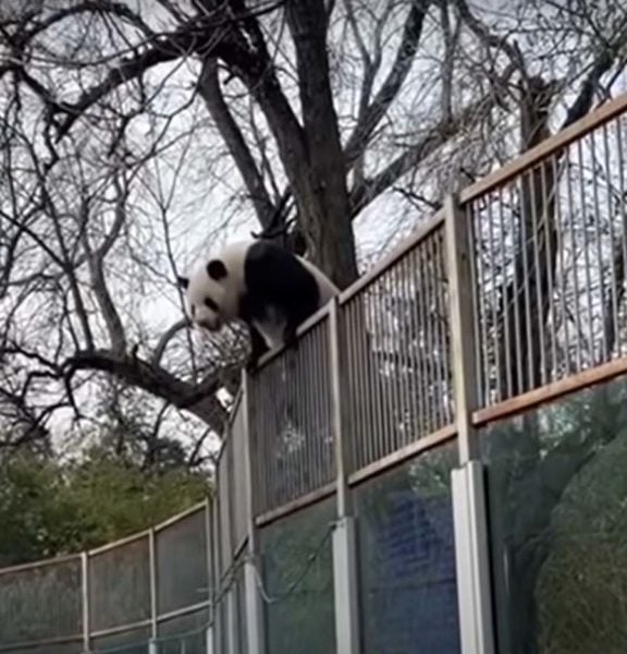 Panda Makes Ambitious 'Prison Break' From Beijing Zoo, Keeper Lures Him ...