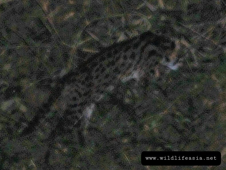 leopard cat spotted