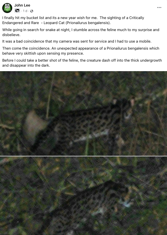 leopard cat spotted