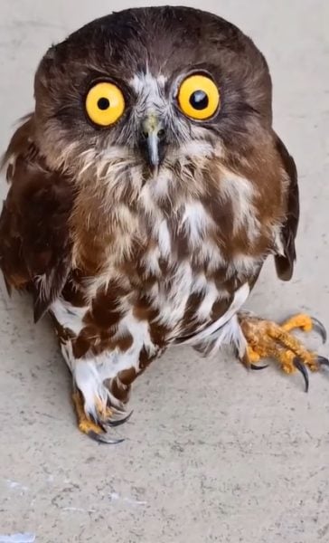 owl uneven pupils