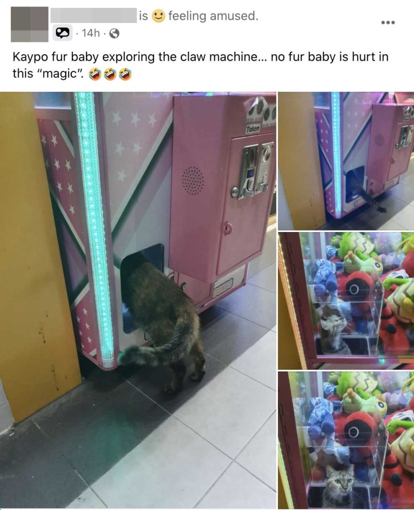 Cat Explores Clementi Claw Machine, Looks Like It's The Purrfect Prize Among Toys