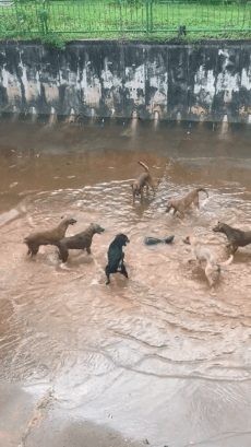 otter fights dogs