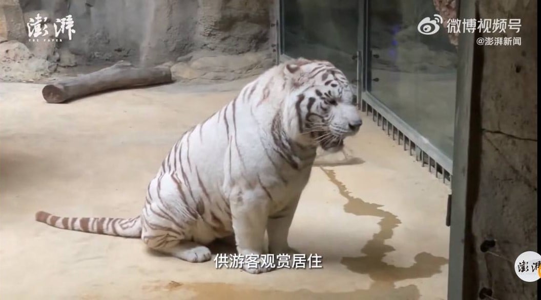 china hotel tiger
