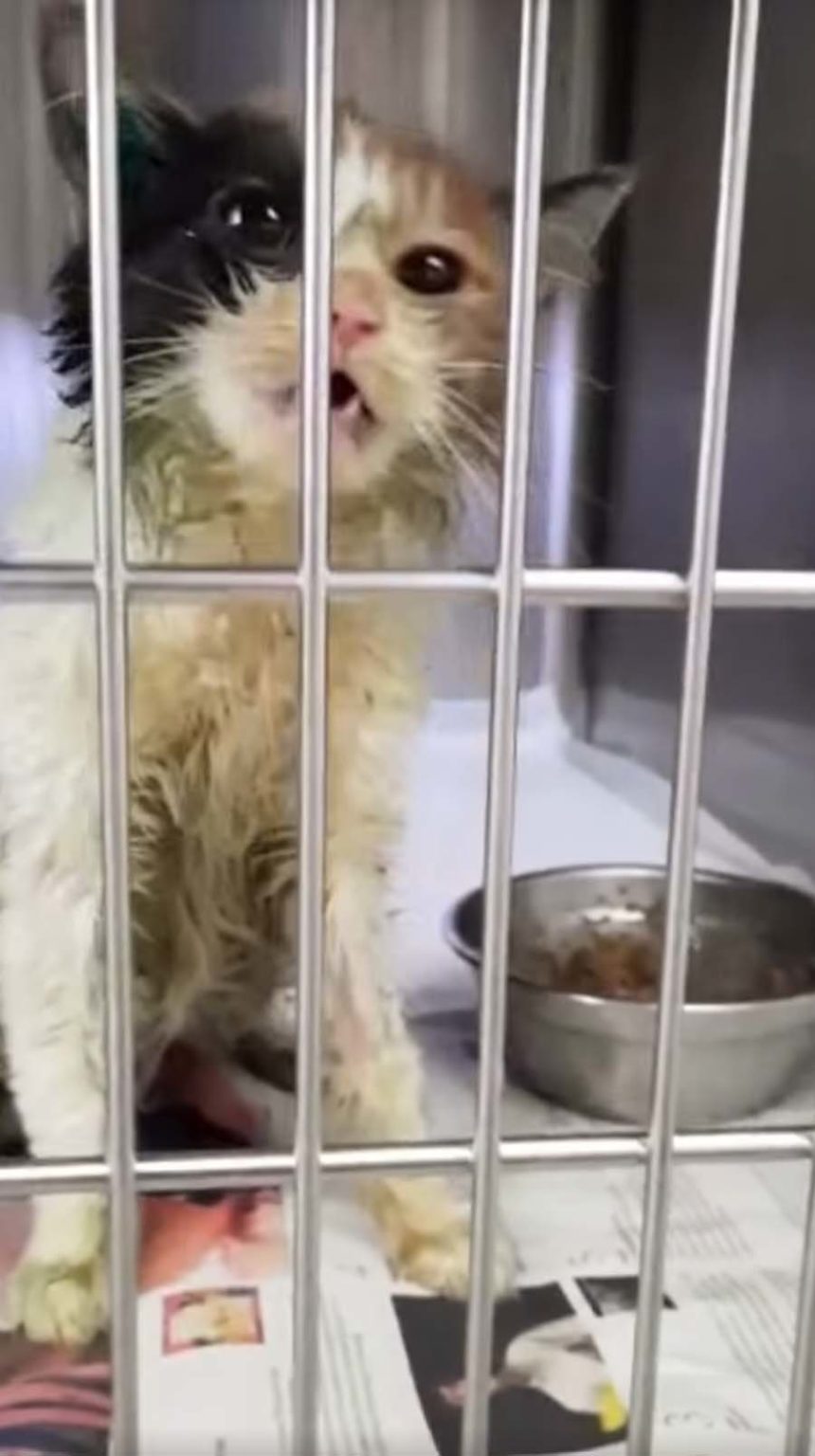 SPCA Rescues Wobbly Cat With Head Tremors, Seeks Loving & Caring Foster