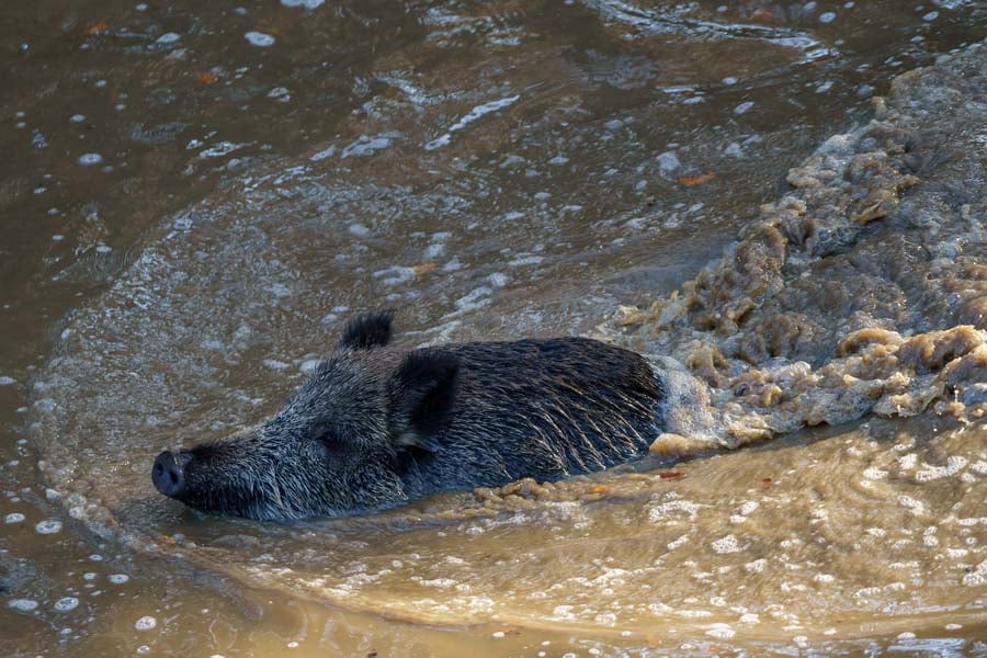 wild boar swims 4