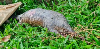 dead pangolin