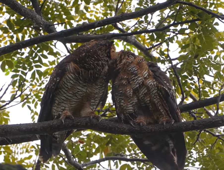 owl couple valentine