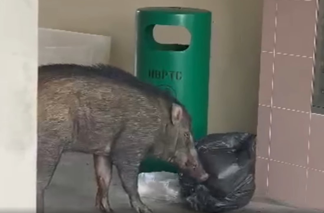 wild boars euthanised