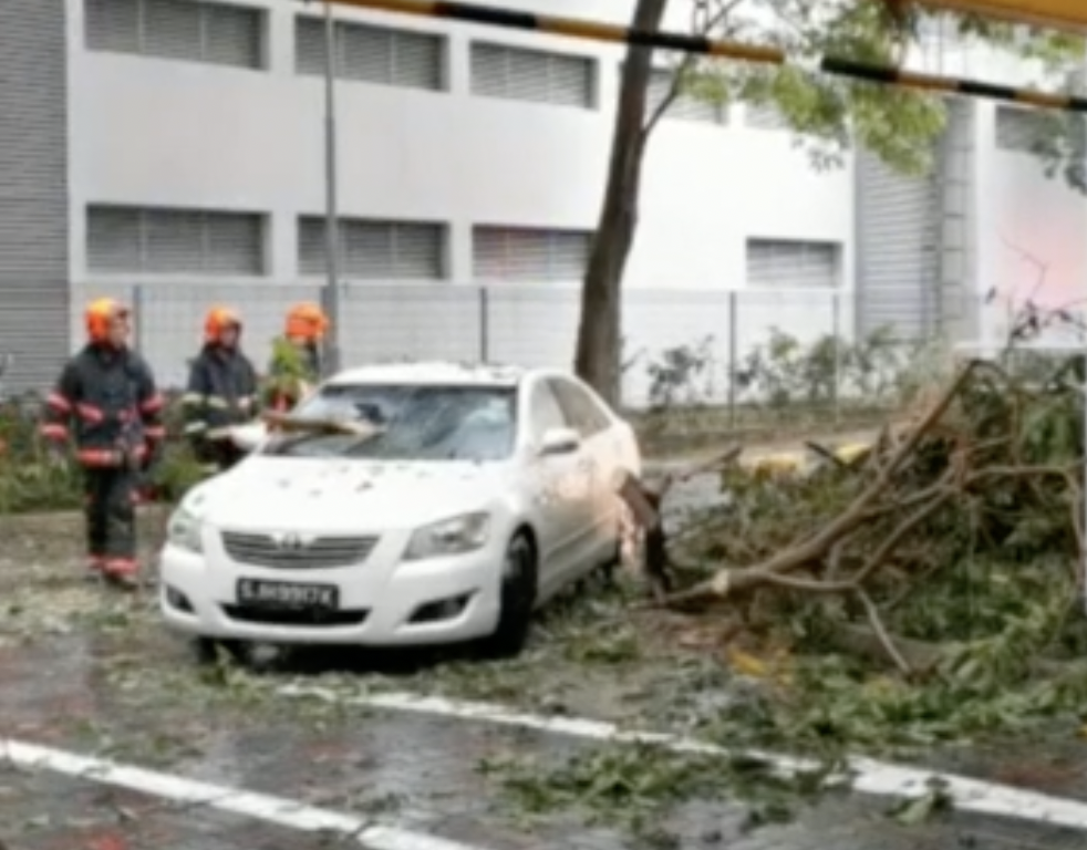 heavy rain trees