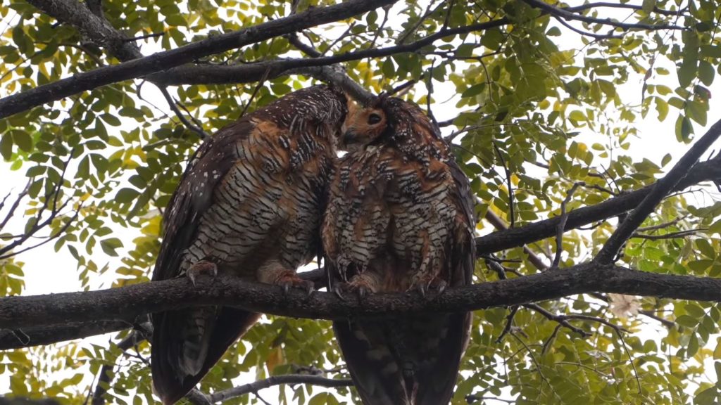 Pasir Ris Owls Ruffle Feathers & Snuggle In The Rain, Show Affection
