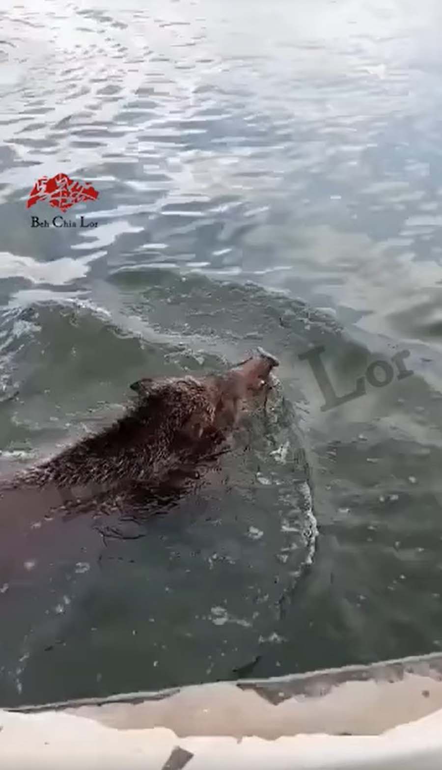wild boar swims 2