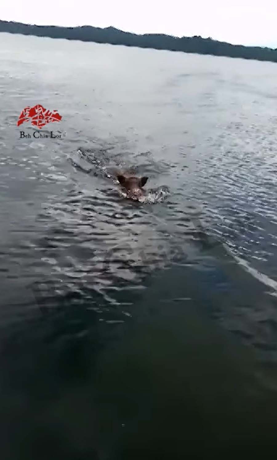 wild boar swims 3