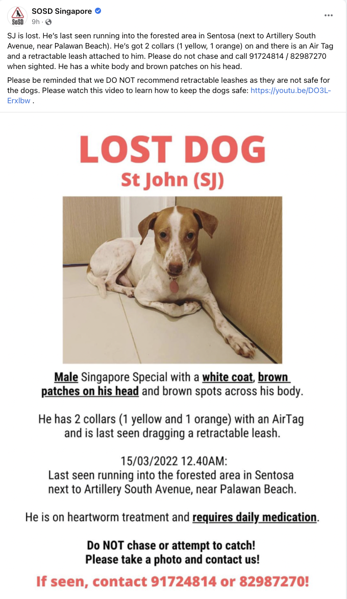 missing dog