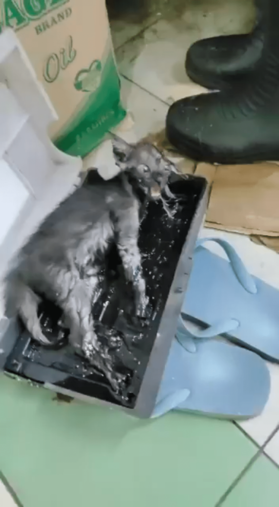 Kitten Gets Stuck In Tampines Market Glue Trap, Rescued By SPCA