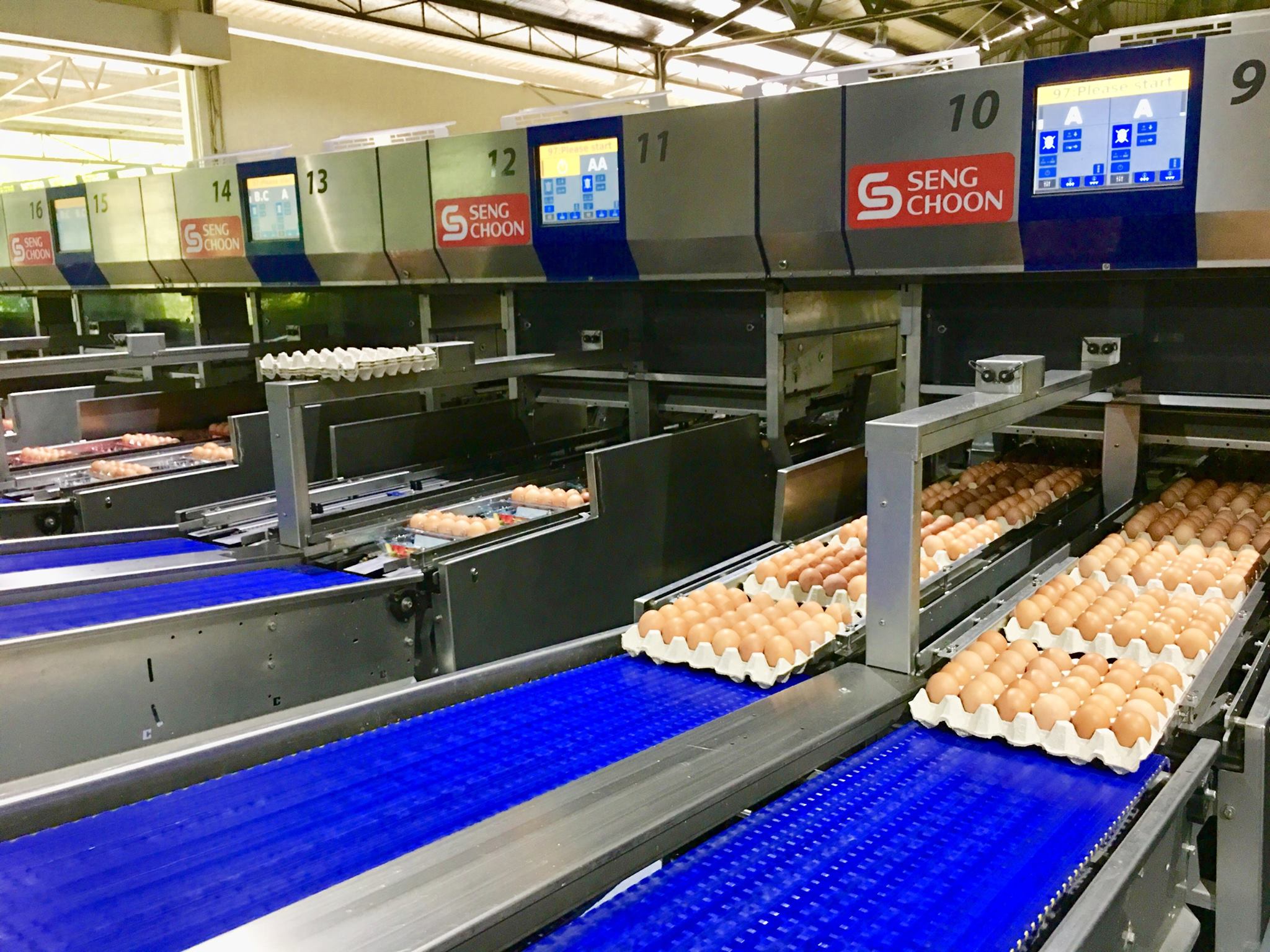 egg prices rise