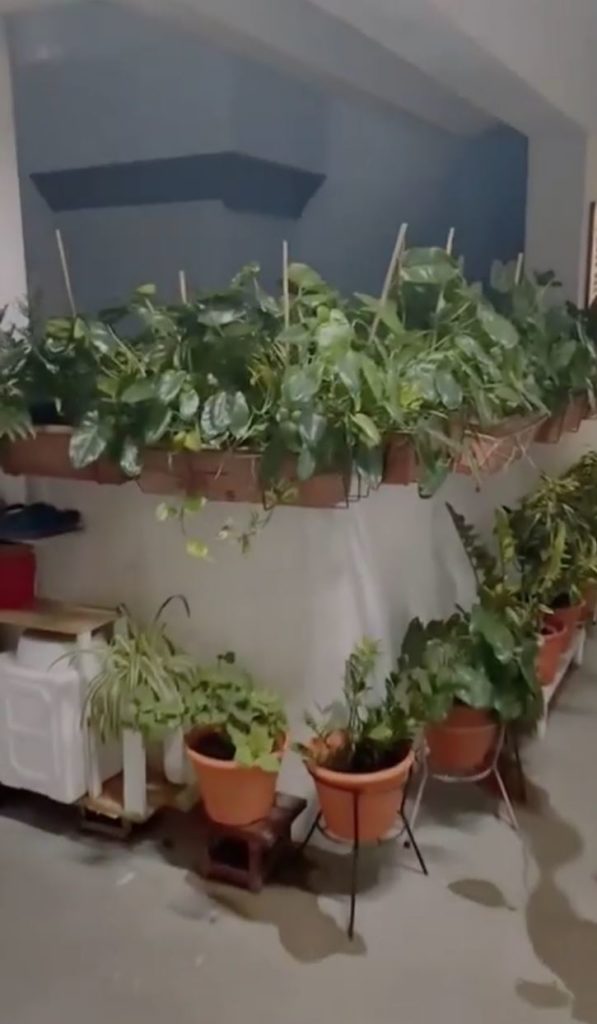 Sengkang Neighbours Beautify Corridor With Plants & Artwork, It Looks