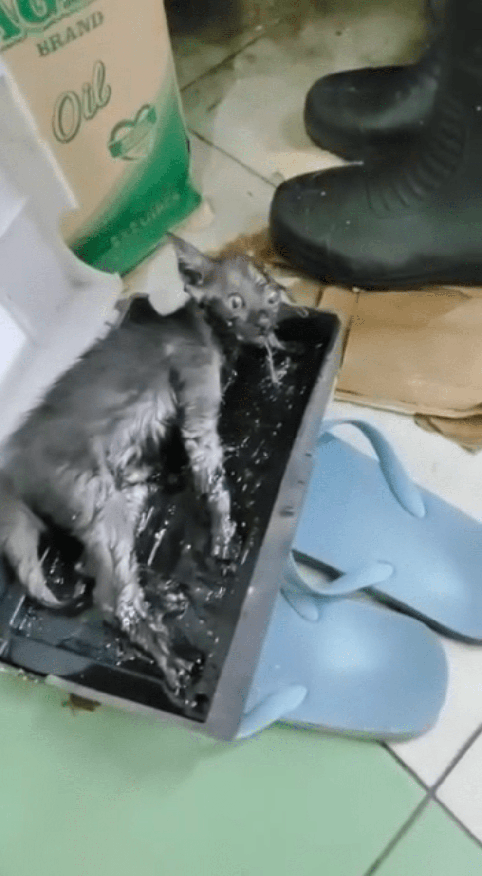 kitten glue trap tampines