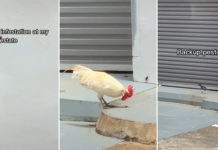 Chicken & Mynah Pick Off Cockroaches At Pasir Ris, Commended For Expert Pest Control