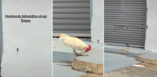 Chicken & Mynah Pick Off Cockroaches At Pasir Ris, Commended For Expert Pest Control