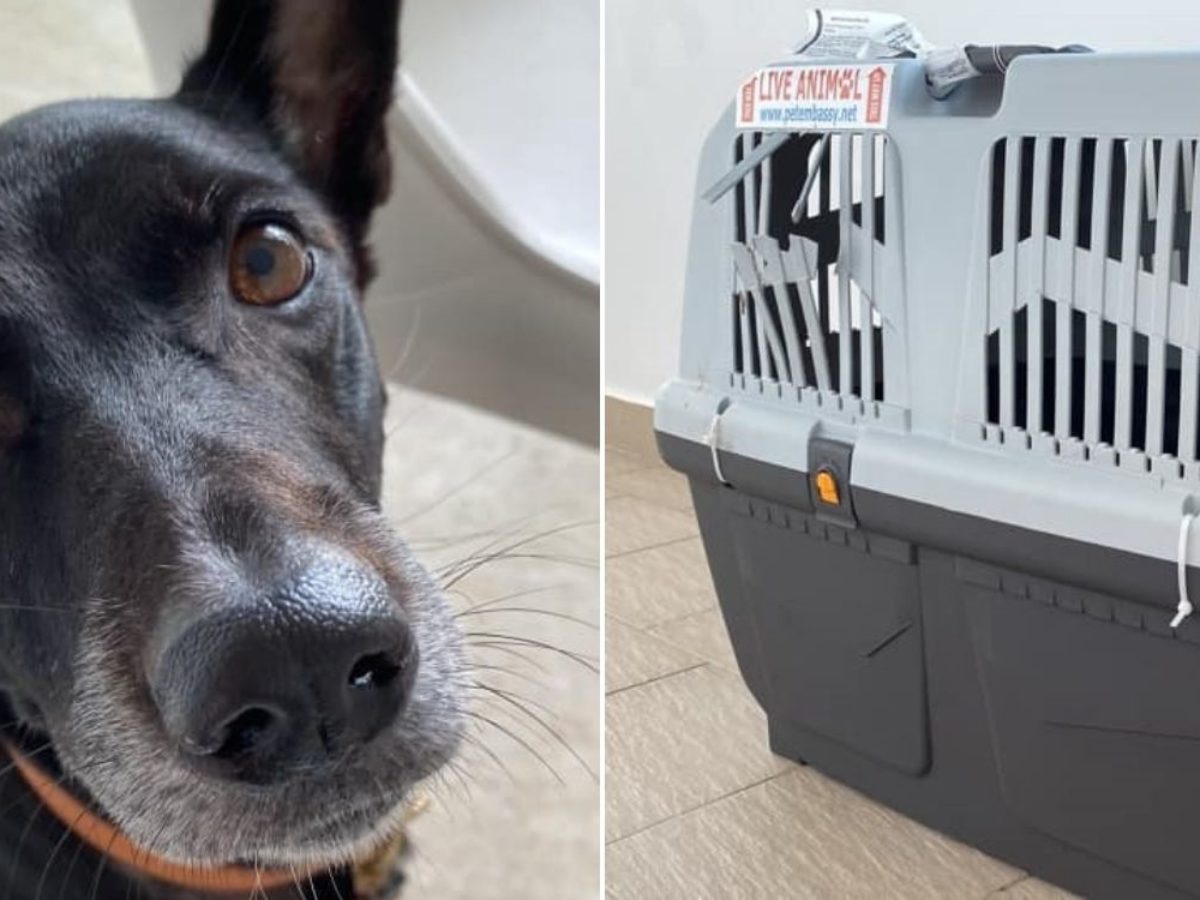 dog air crate