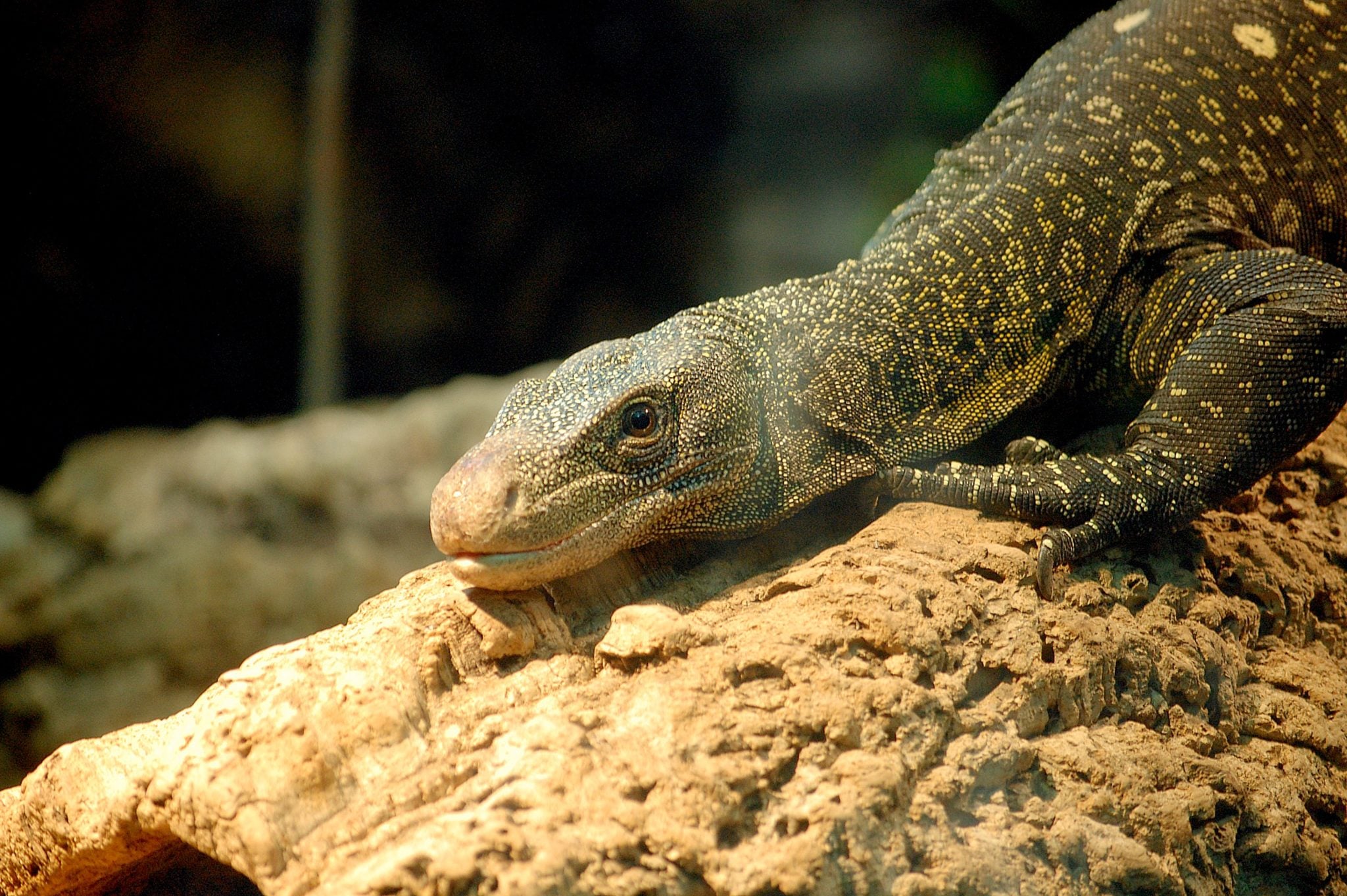 4 Men Arrested For Sexually Assaulting Monitor Lizard In India, Face Up