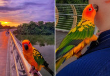Parrot Poses For Hiker's Sunset Photo In Sengkang, Bird's Colourful Feathers Match The Sky