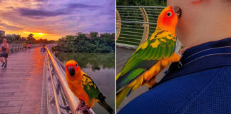 Parrot Poses For Hiker's Sunset Photo In Sengkang, Bird's Colourful Feathers Match The Sky