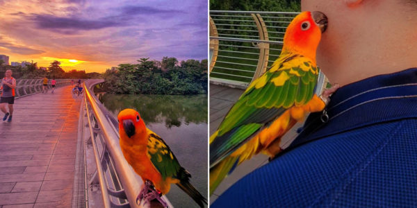 Parrot Poses For Hiker's Sunset Photo In Sengkang, Bird's Colourful Feathers Match The Sky