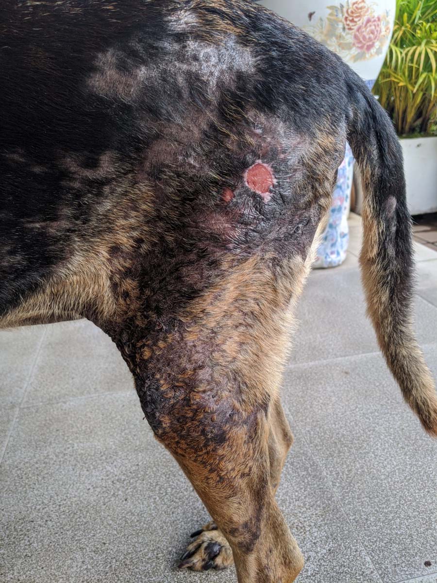 skin issues dog 3