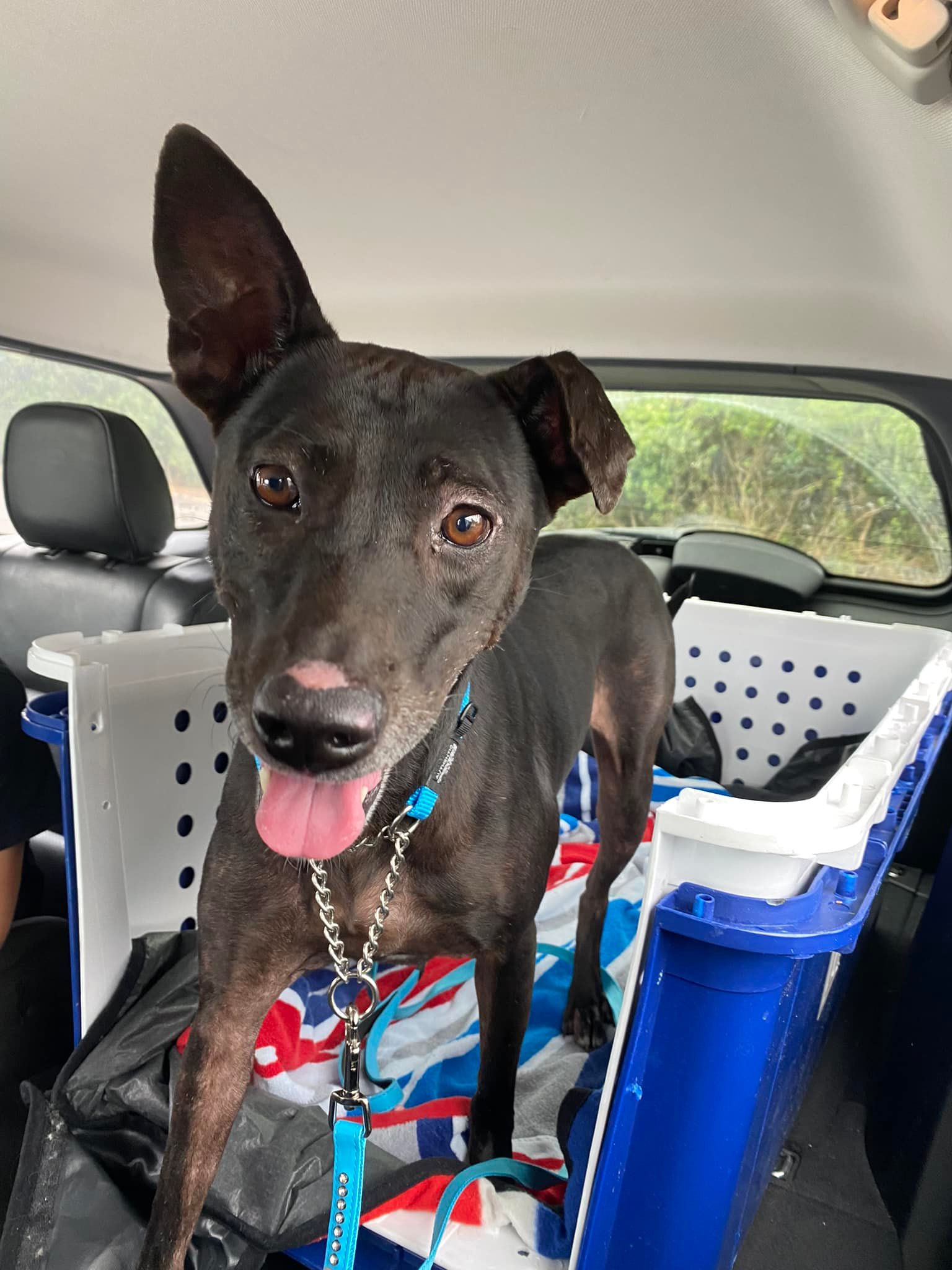 Dog Breaks Out From Crate While Boarding SIA Plane, Owner Appeals To