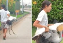 woman carries grey crowned crane in singapore