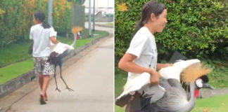 woman carries grey crowned crane in singapore
