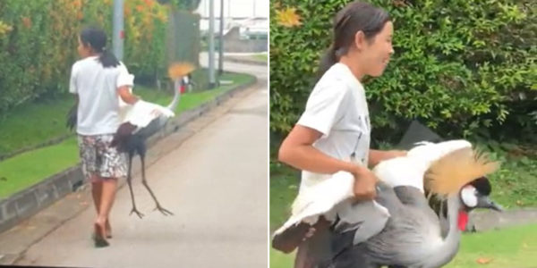 woman carries grey crowned crane in singapore