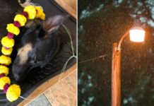 pet dog dies rain