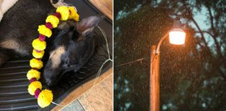 pet dog dies rain