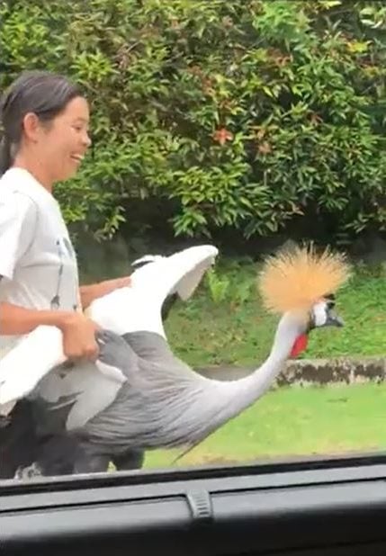 grey crowned crane singapore