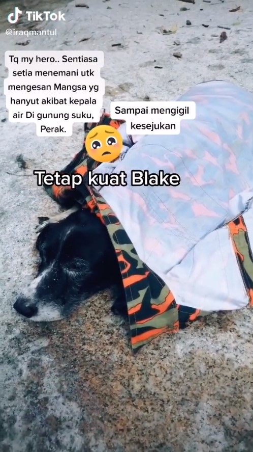 rescue dog Gunung Suku hikers