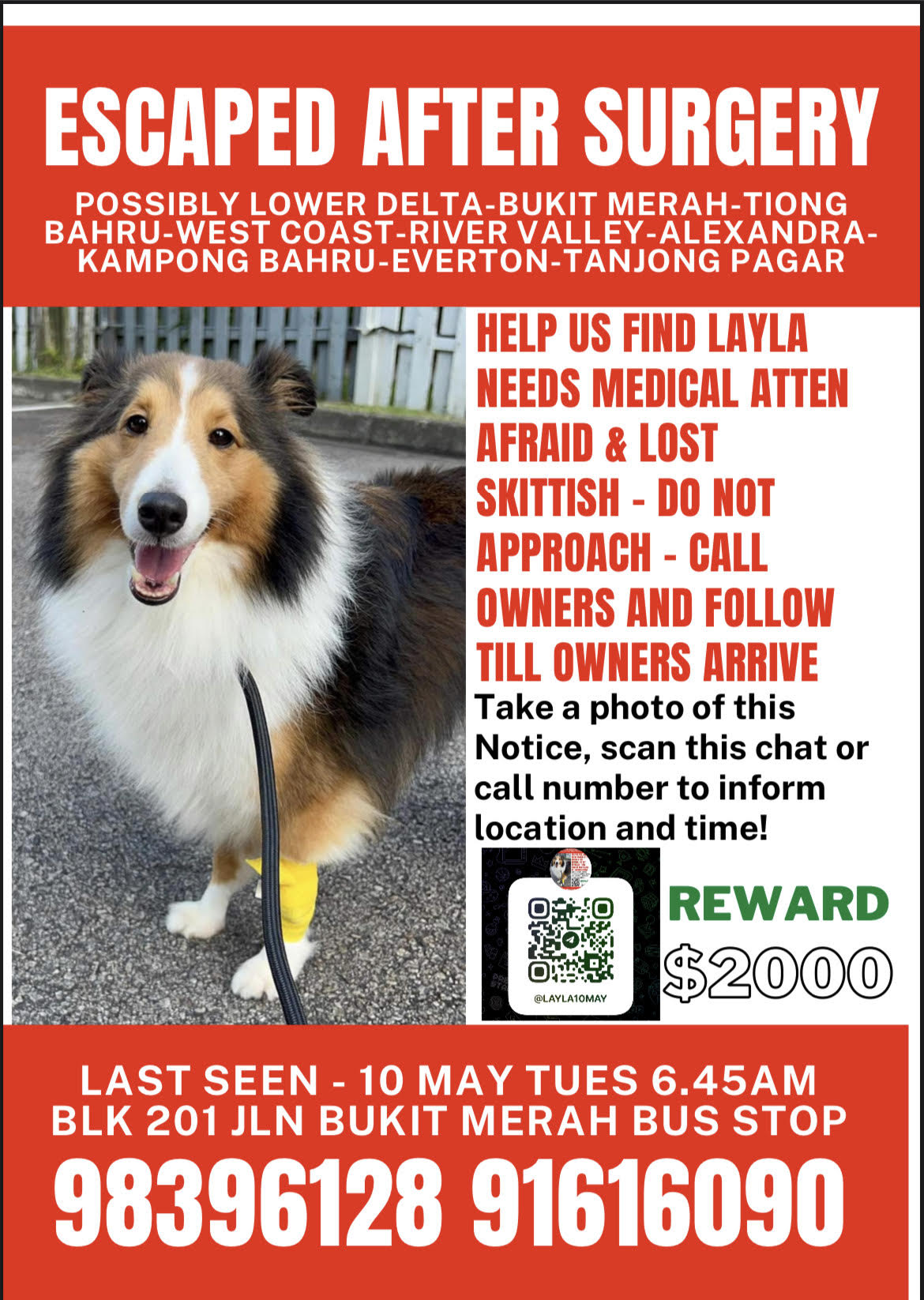 Shetland Sheepdog Goes Missing In Bukit Merah After Surgery, Owner Offers  S$2,000 Reward To Find Her