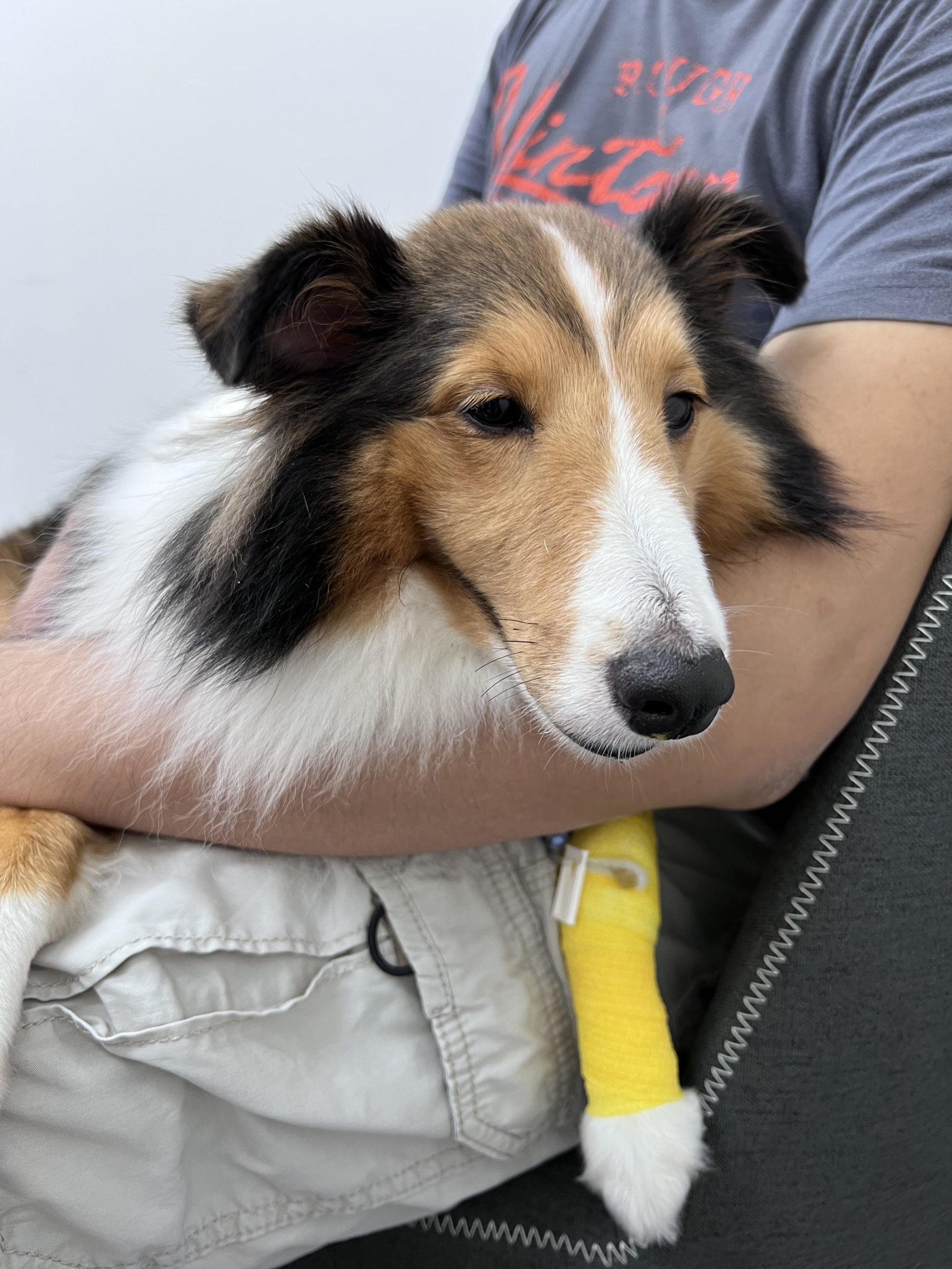 Shetland Sheepdog Goes Missing In Bukit Merah After Surgery, Owner Offers  S$2,000 Reward To Find Her