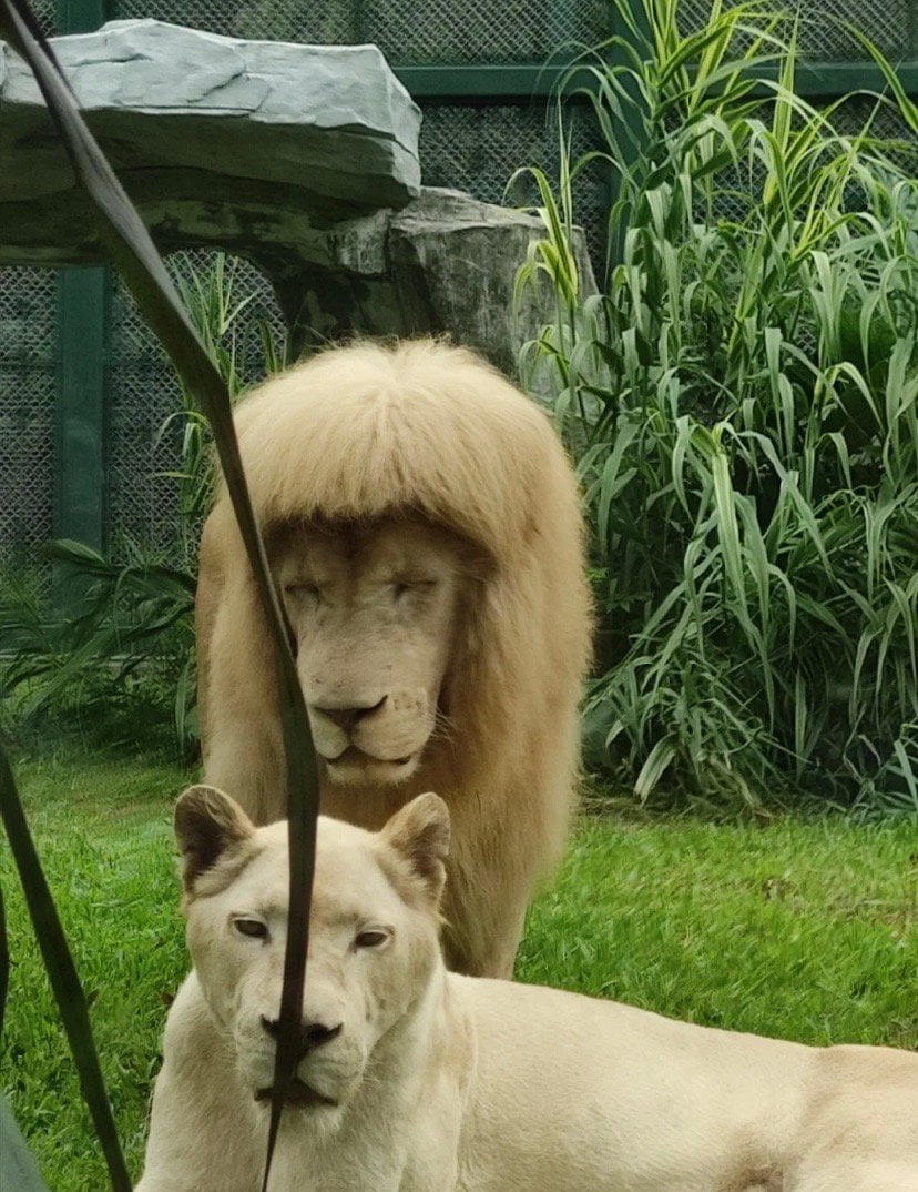 Guangzhou Zoo lion straight bangs