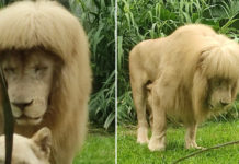 Guangzhou Zoo lion straight bangs