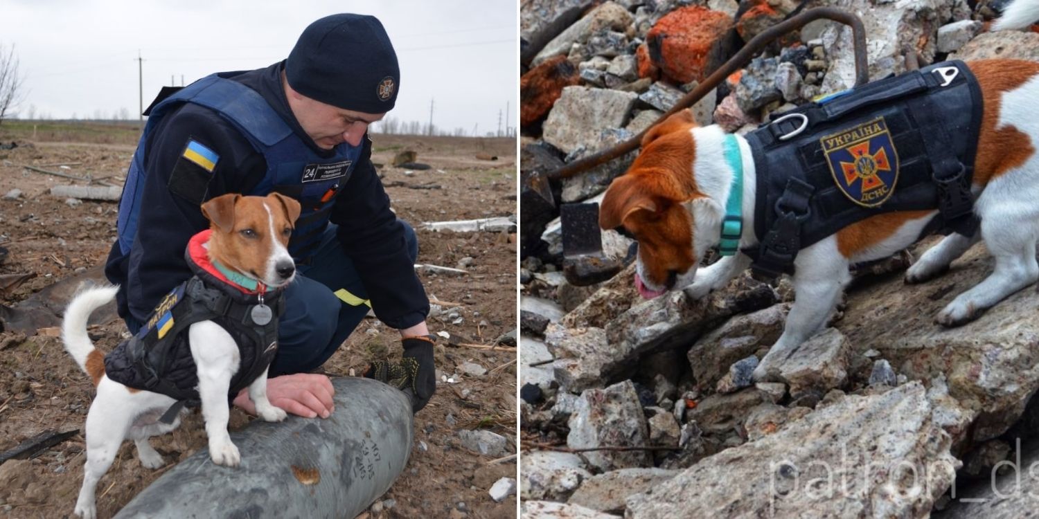 Patron-Bomb-Sniffing-Dog-Ukraine.jpg