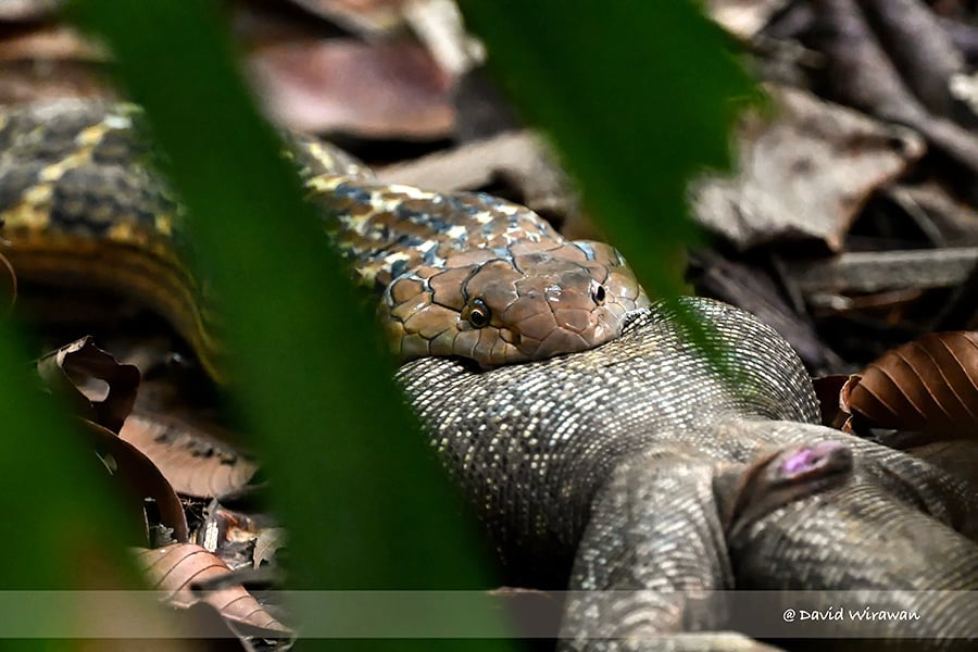 King Cobra Swallows Monitor Lizard Whole In Bukit Timah, S'pore Photographer Captures Extraordinary Sight