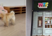 TikToker Accuses Bugis Dog Cafe Of Neglect, Establishment Says Canines Are Old With Health Conditions