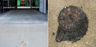 Fossils Of Marine Creatures Found Outside Siam Square In Bangkok, Existed 66 Million Years Ago