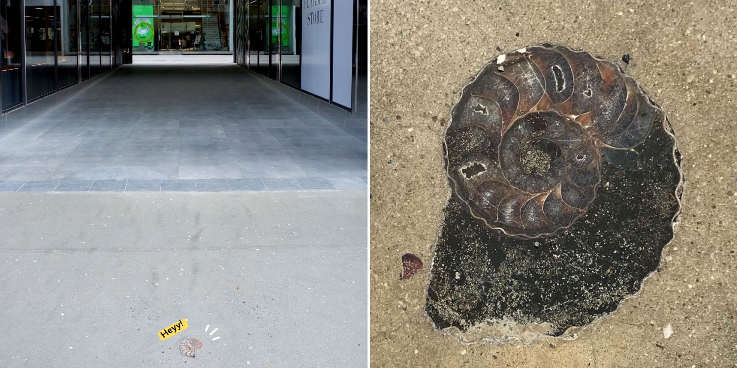 Fossils Of Marine Creatures Found Outside Siam Square In Bangkok, Went Extinct 66 Million Years Ago