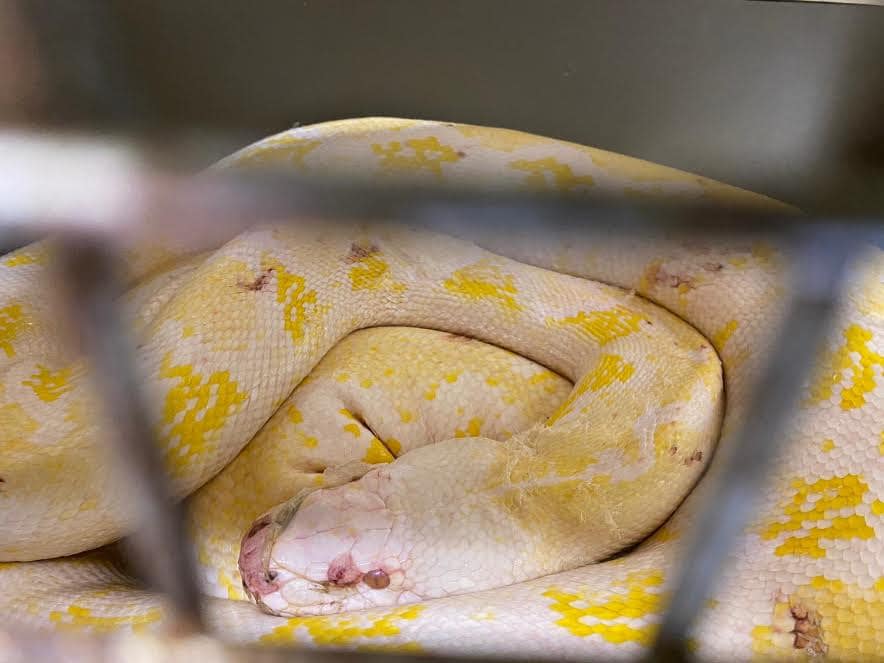 pythons euthanised