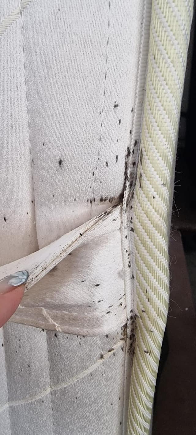 charity mattresses bugs