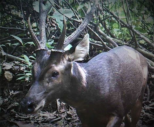 sambar deer sighting